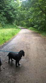 WP_20160726_17_22_42_Pro