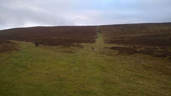 wp_20170108_15_39_33_pro