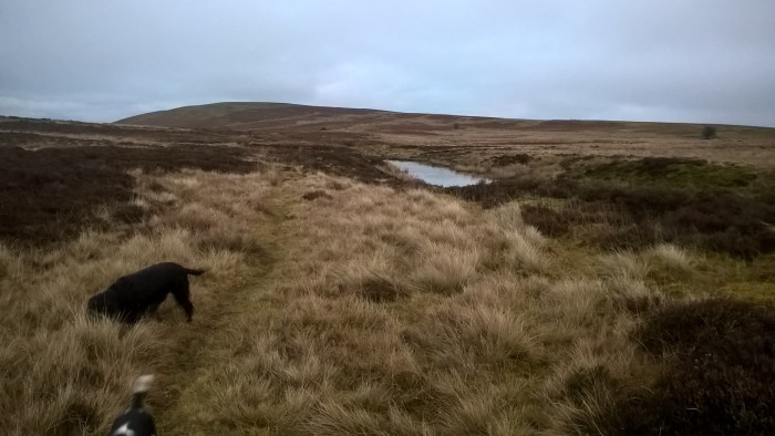 wp_20170108_16_09_59_pro